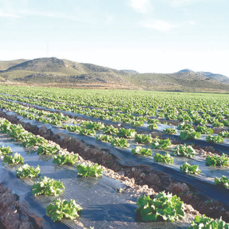 Compostable Biodegradable Mulch Film