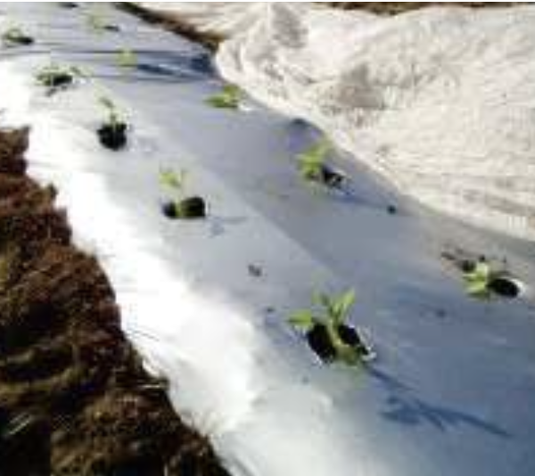 Mulch Film For Agricultural Farms